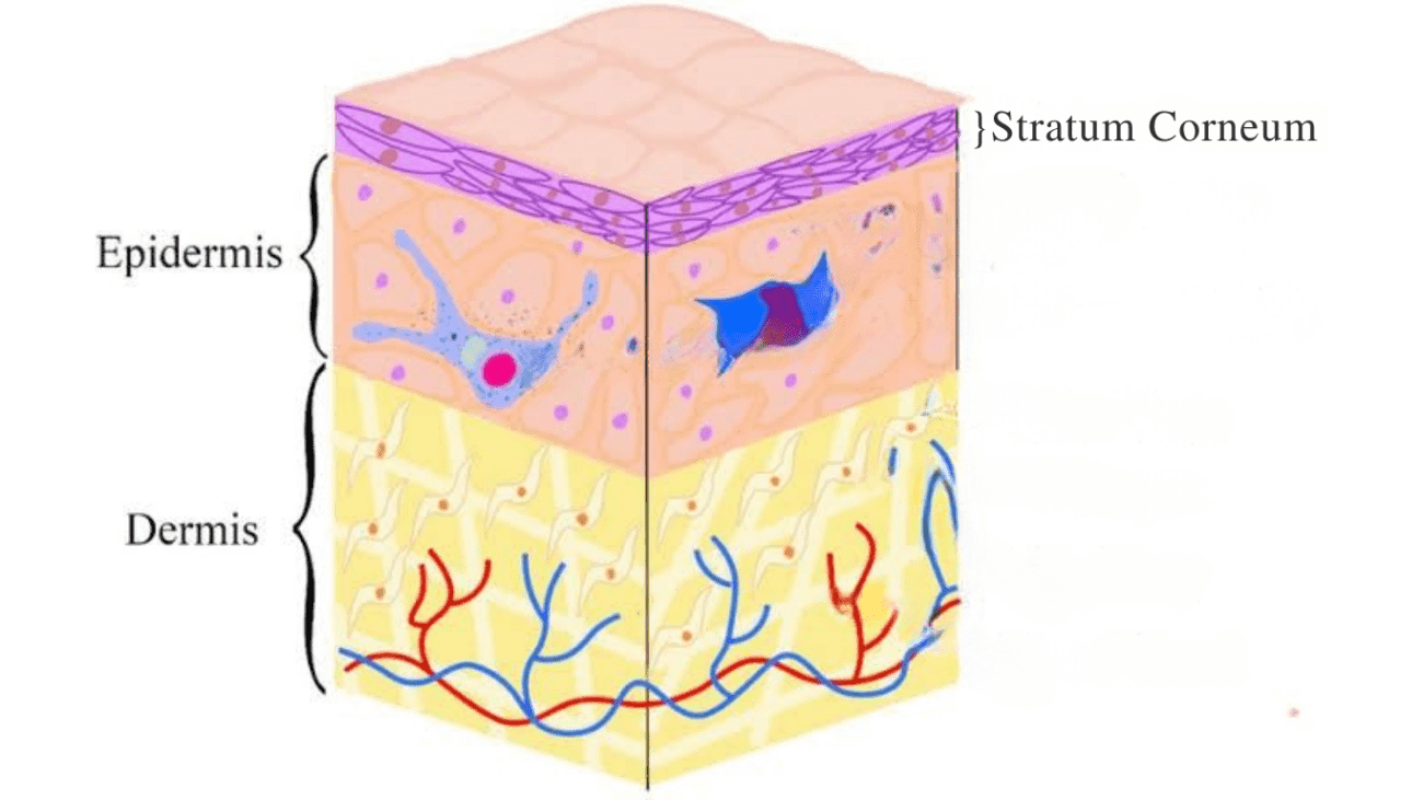 Diagram of the skin layers showing the stratum corneum (skin barrier), epidermis, and dermis.